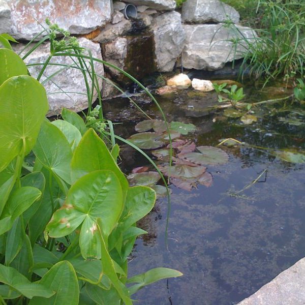 Gabriel GUYOT Paysagiste - Création et entretien de jardins, piscines et toitures végétales à Saint-Symphorien-sur-Coise dans le Rhône