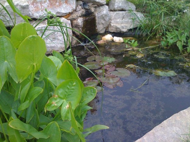 Gabriel GUYOT Paysagiste - Création et entretien de jardins, piscines et toitures végétales à Saint-Symphorien-sur-Coise dans le Rhône