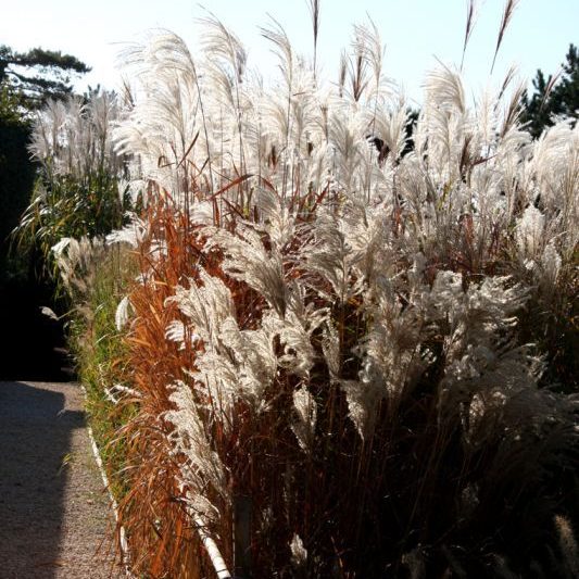 Gabriel GUYOT Paysagiste - Création et entretien de jardins, piscines et toitures végétales à Saint-Symphorien-sur-Coise dans le Rhône