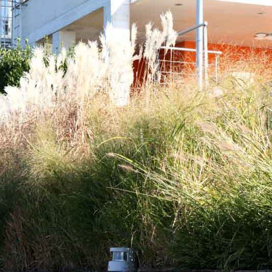 Gabriel GUYOT Paysagiste - Création et entretien de jardins, piscines et toitures végétales à Saint-Symphorien-sur-Coise dans le Rhône