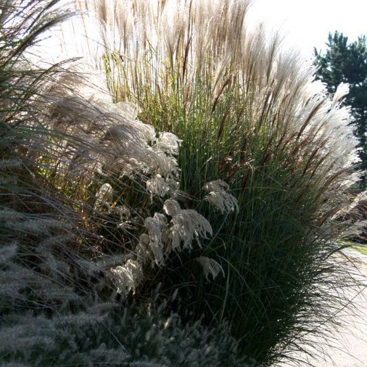 Gabriel GUYOT Paysagiste - Création et entretien de jardins, piscines et toitures végétales à Saint-Symphorien-sur-Coise dans le Rhône