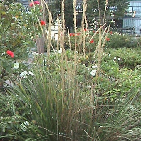 Gabriel GUYOT Paysagiste - Création et entretien de jardins, piscines et toitures végétales à Saint-Symphorien-sur-Coise dans le Rhône