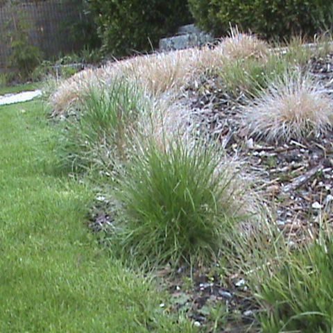 Gabriel GUYOT Paysagiste - Création et entretien de jardins, piscines et toitures végétales à Saint-Symphorien-sur-Coise dans le Rhône