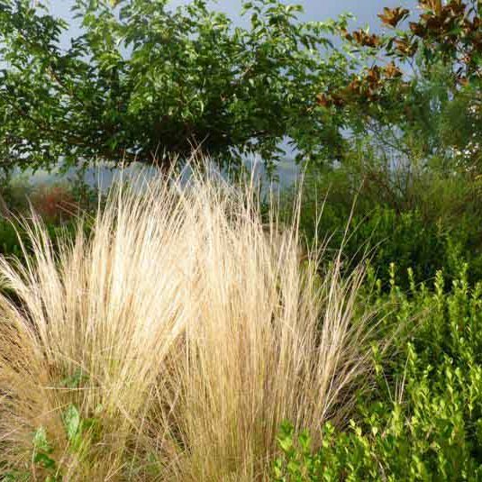 Gabriel GUYOT Paysagiste - Création et entretien de jardins, piscines et toitures végétales à Saint-Symphorien-sur-Coise dans le Rhône