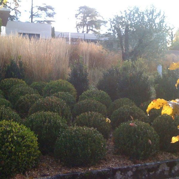 Gabriel GUYOT Paysagiste - Création et entretien de jardins, piscines et toitures végétales à Saint-Symphorien-sur-Coise dans le Rhône