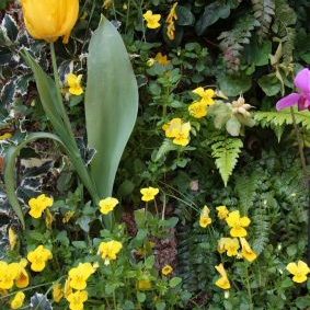 Gabriel GUYOT Paysagiste - Création et entretien de jardins, piscines et toitures végétales à Saint-Symphorien-sur-Coise dans le Rhône