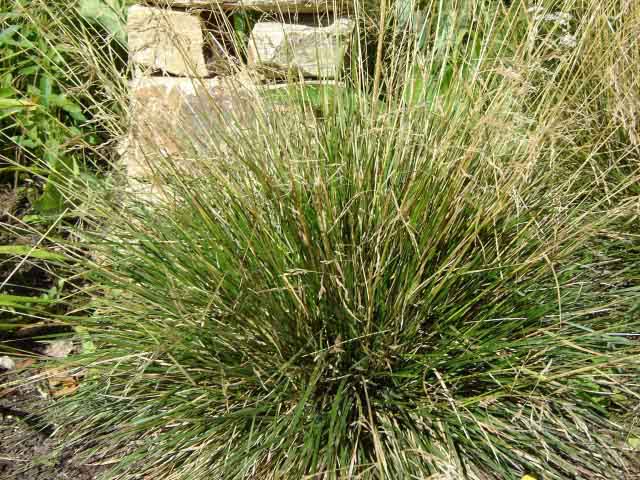 Gabriel GUYOT Paysagiste - Création et entretien de jardins, piscines et toitures végétales à Saint-Symphorien-sur-Coise dans le Rhône