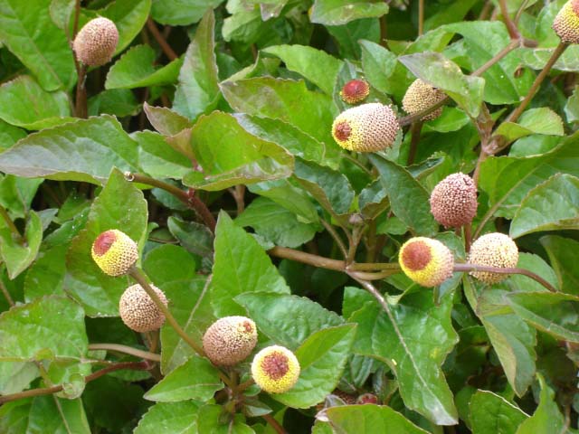 Gabriel GUYOT Paysagiste - Création et entretien de jardins, piscines et toitures végétales à Saint-Symphorien-sur-Coise dans le Rhône