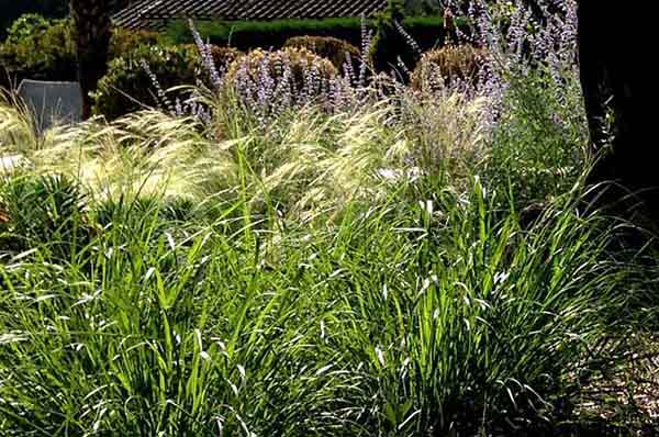 Gabriel GUYOT Paysagiste - Création et entretien de jardins, piscines et toitures végétales à Saint-Symphorien-sur-Coise dans le Rhône
