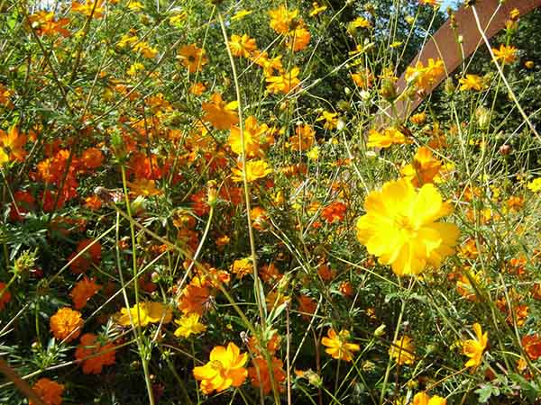 Gabriel GUYOT Paysagiste - Création et entretien de jardins, piscines et toitures végétales à Saint-Symphorien-sur-Coise dans le Rhône