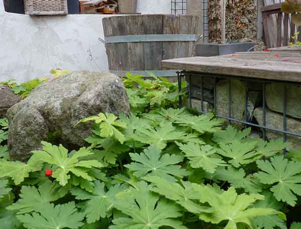 Gabriel GUYOT Paysagiste - Création et entretien de jardins, piscines et toitures végétales à Saint-Symphorien-sur-Coise dans le Rhône