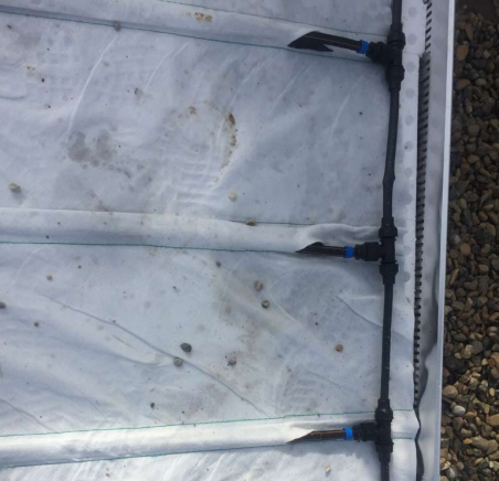 Raccordement du tapis irriguant